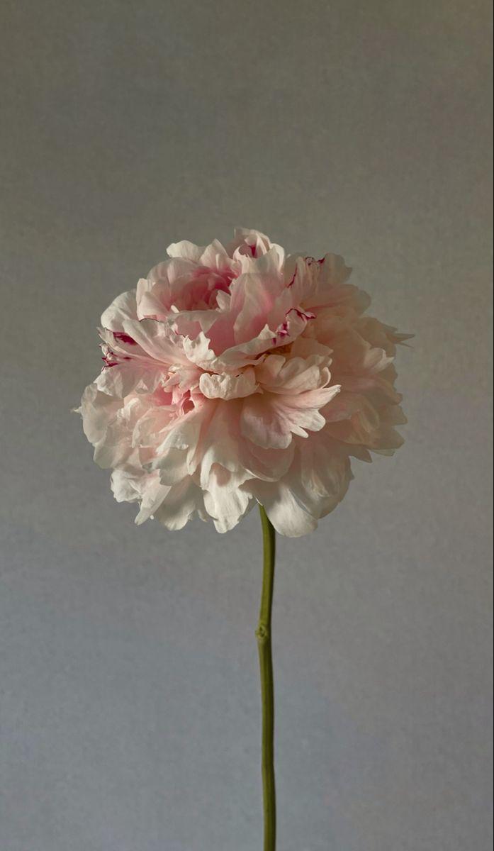 Corporate meeting room with carefully timed floral arrangements that maintain elegance throughout business hours